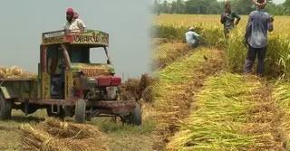 অনুকূল আবহাওয়ায় বোরো আবাদে লাভের স্বপ্ন কুষ্টিয়ার চাষিদের